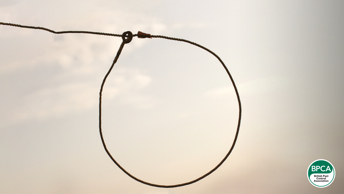 Snare with wire crimp stop Snare with wire crimp stop